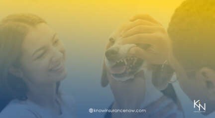 Best Pet Insurance for Dental Care Coverage in 2024